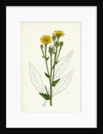 Hieracium Boreale Broad-Leaved Hawkweed by Anonymous