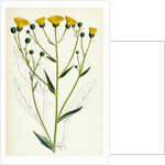 Hieracium Corymbosum Corymbose Hawkweed by Anonymous