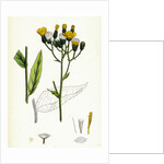 Hieracium Strictum Straight-Branched Hawkweed by Anonymous