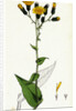 Hieracium Prenanthoides Rough-Leaved Hawkweed by Anonymous