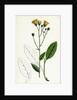 Hieracium Borreri Borrer's Hawkweed by Anonymous
