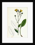 Hieracium Borreri Borrer's Hawkweed by Anonymous