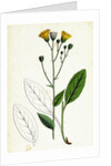 Hieracium Borreri Borrer's Hawkweed by Anonymous