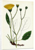 Hieracium Anglicum Var. Genuinum English Hawkweed Var. A. by Anonymous