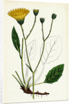 Hieracium Anglicum Var. Genuinum English Hawkweed Var. A. by Anonymous