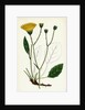 Hieracium Anglicum Var. Genuinum English Hawkweed Var. A. by Anonymous