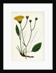 Hieracium Anglicum Var. Genuinum English Hawkweed Var. A. by Anonymous