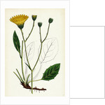 Hieracium Anglicum Var. Genuinum English Hawkweed Var. A. by Anonymous