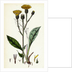 Hieracium Iricum Irish Hawkweed by Anonymous