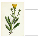 Hieracium Villosum Shaggy Hawkweed by Anonymous