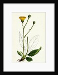 Hieracium Pallidum Pale Hawkweed by Anonymous