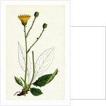 Hieracium Pallidum Pale Hawkweed by Anonymous