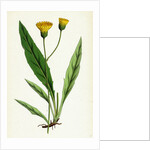 Hieracium Argenteum Silvery Hawkweed by Anonymous