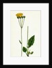 Hieracium Aggregatum Compact Hawkweed by Anonymous
