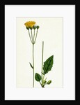 Hieracium Aggregatum Compact Hawkweed by Anonymous