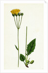 Hieracium Aggregatum Compact Hawkweed by Anonymous