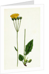 Hieracium Aggregatum Compact Hawkweed by Anonymous