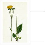 Hieracium Aggregatum Compact Hawkweed by Anonymous