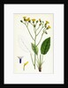 Hieracium Murorum Wall Hawkweed by Anonymous