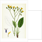 Hieracium Murorum Wall Hawkweed by Anonymous