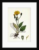 Hieracium Caesium Caesious Hawkweed by Anonymous