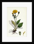 Hieracium Caesium Caesious Hawkweed by Anonymous