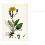 Hieracium Caesium Caesious Hawkweed by Anonymous