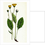 Hieracium Flocculosum Stellately-Downy Hawkweed by Anonymous