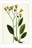 Hieracium Maculatum Spotted Hawkweed by Anonymous