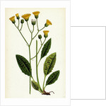 Hieracium Maculatum Spotted Hawkweed by Anonymous