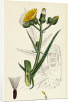 Sonchus Palustris Marsh Sow-Thistle by Anonymous