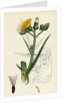 Sonchus Palustris Marsh Sow-Thistle by Anonymous
