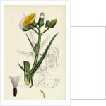 Sonchus Palustris Marsh Sow-Thistle by Anonymous