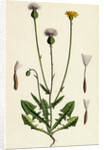 Crepis Foetida Stinking Hawk's-Beard by Anonymous