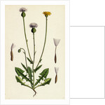 Crepis Foetida Stinking Hawk's-Beard by Anonymous