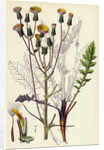 Crepis Taraxacifolia Small Rough Hawk's-Beard by Anonymous
