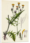 Crepis Setosa Bristly Hawk's-Beard by Anonymous