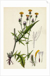 Crepis Setosa Bristly Hawk's-Beard by Anonymous