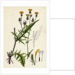 Crepis Setosa Bristly Hawk's-Beard by Anonymous