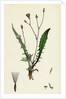 Crepis Virens Smooth Hawk's-Beard by Anonymous