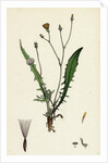 Crepis Virens Smooth Hawk's-Beard by Anonymous