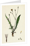 Crepis Virens Smooth Hawk's-Beard by Anonymous