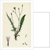 Crepis Virens Smooth Hawk's-Beard by Anonymous