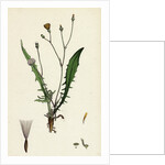 Crepis Virens Smooth Hawk's-Beard by Anonymous