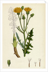 Crepis Biennis Large Rough Hawk's-Beard by Anonymous
