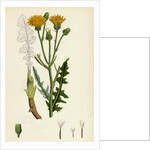 Crepis Biennis Large Rough Hawk's-Beard by Anonymous