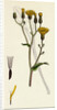Crepis Succisifolia Scabious-Leaved Hawk's-Beard by Anonymous