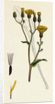 Crepis Succisifolia Scabious-Leaved Hawk's-Beard by Anonymous