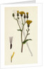 Crepis Succisifolia Scabious-Leaved Hawk's-Beard by Anonymous