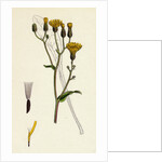 Crepis Succisifolia Scabious-Leaved Hawk's-Beard by Anonymous